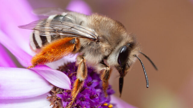 La ULL eleva a 146 las especies de abejas silvestres de Canarias, 24 más que en 1990