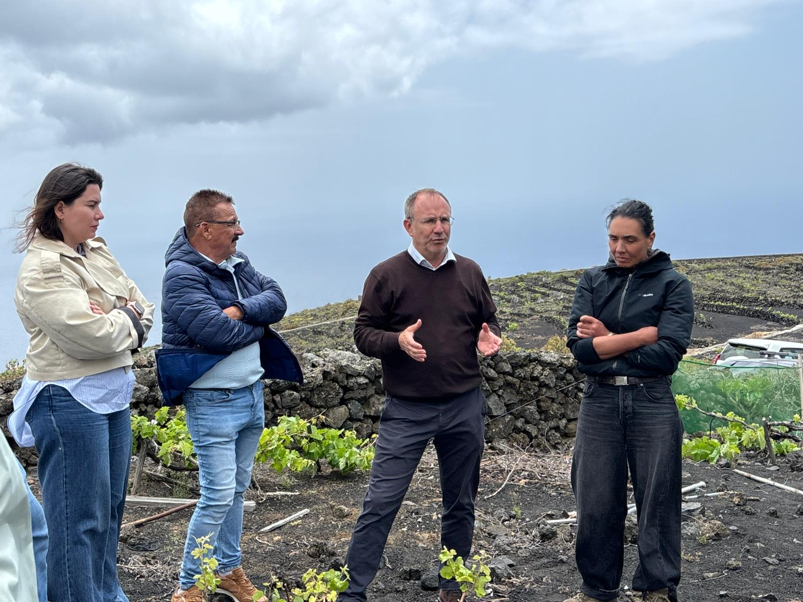 La Palma estudia declarar emergencia cinegética para salvar las parras centenarias de Fuencaliente