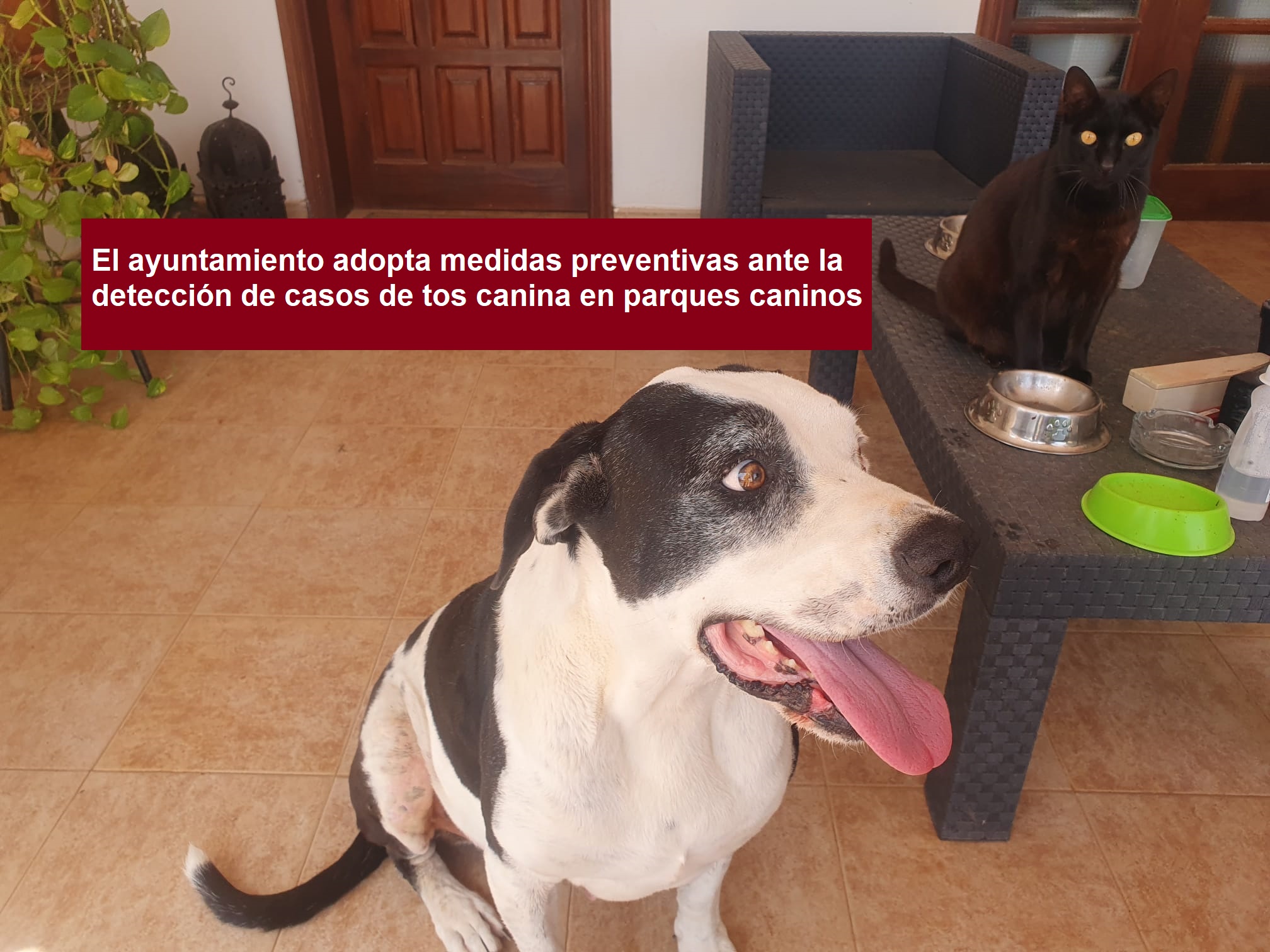 Tos canina en Fuerteventura: Puerto del Rosario activa protocolo