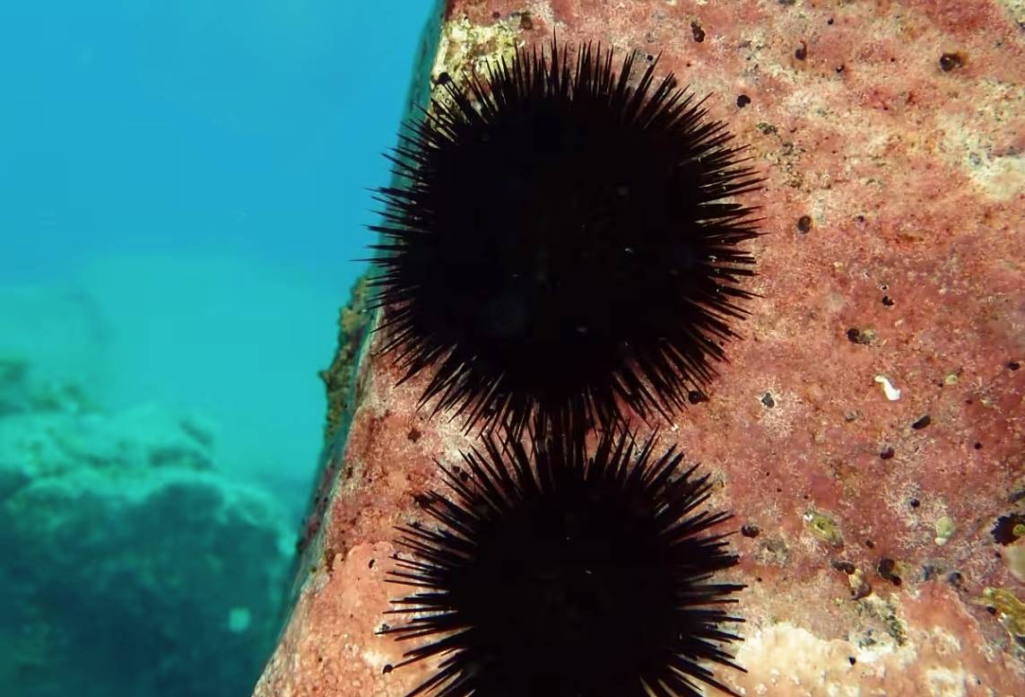 La ULL demuestra por primera vez que un animal hereda componentes de un alga